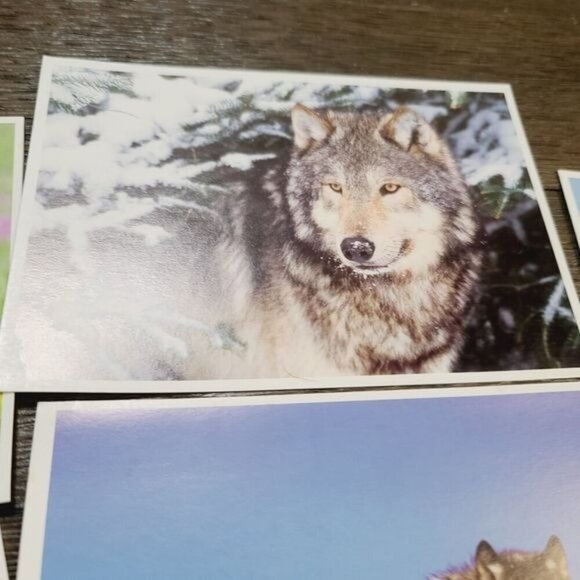 Defenders of Wildlife Gray Wolf Canis Lupus Blank Notecards - Picture 6 of 9